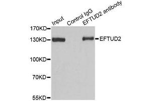 Immunoprecipitation (IP) image for anti-Elongation Factor Tu GTP Binding Domain Containing 2 (EFTUD2) (AA 1-205) antibody (ABIN6139968)