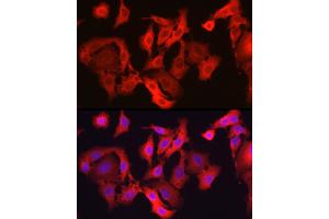 Immunofluorescence analysis of A-549 cells using GPX4 Rabbit pAb (ABIN3015729, ABIN3015730, ABIN3015731, ABIN1680090 and ABIN6219078) at dilution of 1:200 (40x lens).