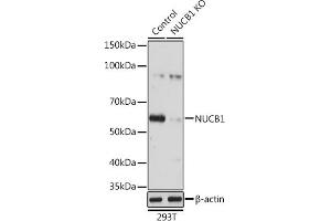 Western blot analysis of extracts from normal (control) and NUCB1 knockout (KO) 293T cells, using NUCB1 antibody (ABIN1681132, ABIN3018387, ABIN3018388 and ABIN6220455) at 1:3000 dilution.