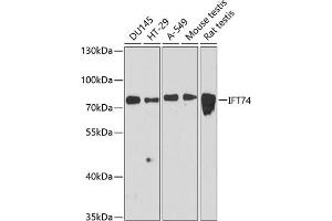 Western blot analysis of extracts of various cell lines, using IFT74 antibody (ABIN6127640, ABIN6142220, ABIN6142222 and ABIN6216400) at 1:3000 dilution. (IFT74 antibody  (AA 1-372))