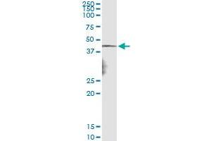 Immunoprecipitation of NDN transfected lysate using anti-NDN monoclonal antibody and Protein A Magnetic Bead , and immunoblotted with NDN MaxPab rabbit polyclonal antibody. (NDN antibody  (AA 222-321))