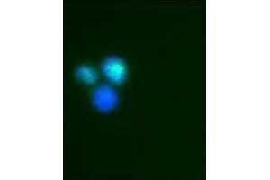 Immunofluorescence (IF) image for anti-Interferon Regulatory Factor 9 (IRF9) antibody (ABIN2666230) (IRF9 antibody)