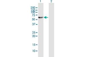 Western Blot analysis of TXNRD1 expression in transfected 293T cell line by TXNRD1 MaxPab polyclonal antibody. (TXNRD1 antibody  (AA 1-497))