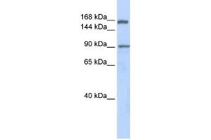 Western Blotting (WB) image for anti-AF4/FMR2 Family, Member 2 (AFF2) antibody (ABIN2458294)