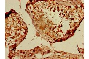Immunohistochemistry of paraffin-embedded human testis tissue using ABIN7148749 at dilution of 1:100