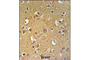TUBB2C Antibody IHC analysis in formalin fixed and paraffin embedded human brain tissue followed by peroxidase conjugation of the secondary antibody and DAB staining. (TUBB2C antibody  (AA 99-125))