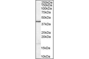 Antibody (1 µg/ml) staining of Human Brain lysate (35 µg protein in RIPA buffer).