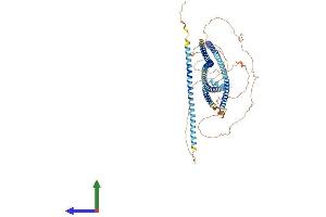 AlphaFold protein structure predicition of Human Recombinant LRRFIP2 Protein, UniprotID Q9Y608