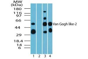 Image no. 1 for anti-Vang-Like 2 (VANGL2) (AA 300-350) antibody (ABIN960405) (VANGL2 antibody  (AA 300-350))
