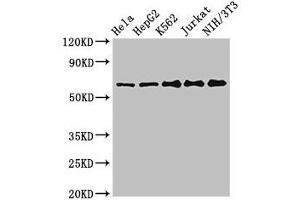 Western Blot Positive WB detected in: Hela whole cell lysate, HepG2 whole cell lysate, K562 whole cell lysate, Jurkat whole cell lysate, NIH/3T3 whole cell lysate All lanes: CPSF6 antibody at 3 μg/mL Secondary Goat polyclonal to rabbit IgG at 1/50000 dilution Predicted band size: 60, 64, 53 kDa Observed band size: 60 kDa