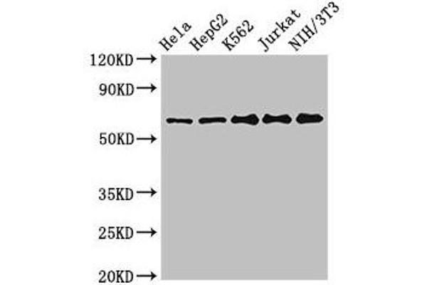 CPSF6 Antikörper  (AA 186-226)