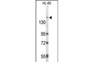Western blot analysis of RAB3G Antibody (C-term) (ABIN6244093 and ABIN6579059) in HL-60 cell line lysates (35 μg/lane). (RAB3GAP2 antibody  (C-Term))