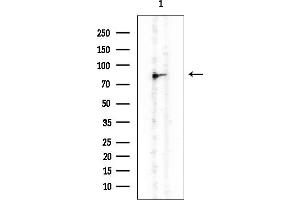 anti-C2 Calcium-Dependent Domain Containing 2 (C2CD2) antibody