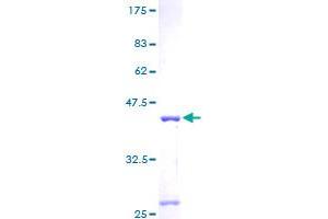 Image no. 1 for Mitochondrial Ribosomal Protein S6 (MRPS6) (AA 1-125) protein (GST tag) (ABIN1311388) (MRPS6 Protein (AA 1-125) (GST tag))