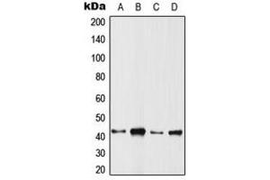 Western blot analysis of ARFIP1 expression in HeLa (A), SP2/0 (B), PC12 (C), rat muscle (D) whole cell lysates. (ARFIP1 antibody  (C-Term))