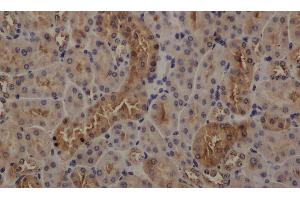 Immunohistochemistry of paraffin-embedded mouse kidney using GAPDH antibody at dilution of 1:50 (GAPDH antibody)