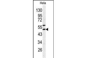 Western blot analysis of SERPINH1 antibody (C-term) (ABIN391547 and ABIN2841496) in Hela cell line lysates (35 μg/lane). (SERPINH1 antibody  (C-Term))
