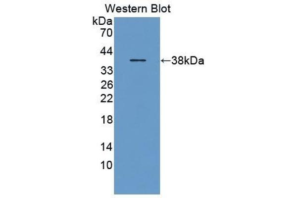 GYPE antibody  (AA 20-70)