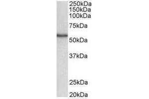 AP31684PU-N (0. (STK38 antibody  (C-Term))