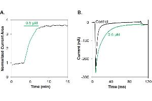 ATX-II peptide (Atto 647N)