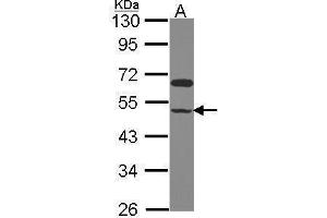 WB Image Sample (30 ug of whole cell lysate) A: Hela 10% SDS PAGE antibody diluted at 1:1000 (GCOM1 antibody  (C-Term))