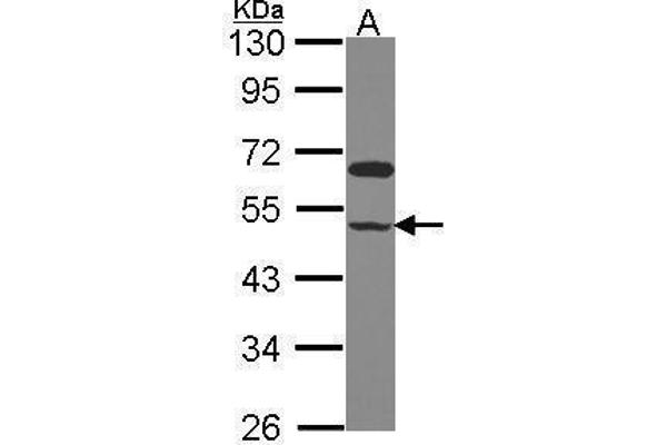 GCOM1 anticorps  (C-Term)