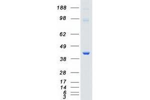 Western Blotting (WB) image for Mitogen-Activated Protein Kinase 14 (MAPK14) (Transcript Variant 2) protein (Myc-DYKDDDDK Tag) (ABIN2725275)