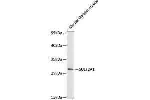 Western blot analysis of extracts of Mouse skeletal muscle using SULT2A1 Polyclonal Antibody at dilution of 1:2000. (SULT2A1 antibody)