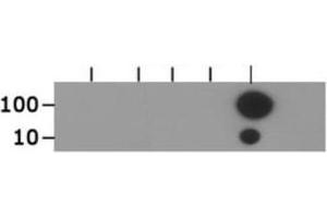 Dot Blot of Rabbit Histone H3 [ac Lys18] Antibody. (Histone 3 antibody  (H3K18ac))