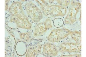 Immunohistochemistry of paraffin-embedded human kidney tissue using ABIN7165075 at dilution of 1:100 (PRMT6 antibody  (AA 119-375))
