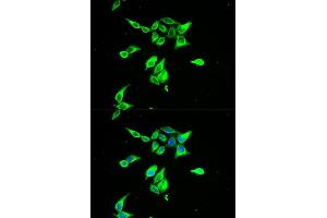 Immunofluorescence (IF) image for anti-Complement Decay-Accelerating Factor (CD55) (AA 40-300) antibody (ABIN3021785)