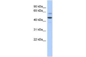 WB Suggested Anti-ARSA Antibody Titration: 0. (Arylsulfatase A antibody  (Middle Region))