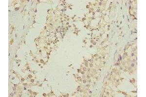Immunohistochemistry of paraffin-embedded human testis tissue using ABIN7145131 at dilution of 1:100