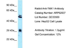 Western Blotting (WB) image for anti-Thioredoxin-Related Transmembrane Protein 1 (TMX1) (C-Term) antibody (ABIN2789305) (TMX1 antibody  (C-Term))