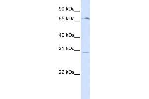 WB Suggested Anti-OR6C75 Antibody Titration:  0. (OR6C75 antibody  (Middle Region))