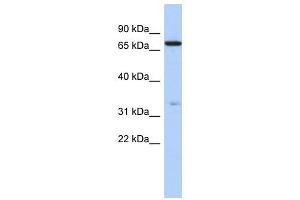 ATXN7L2 antibody used at 1 ug/ml to detect target protein. (ATXN7L2 antibody  (N-Term))
