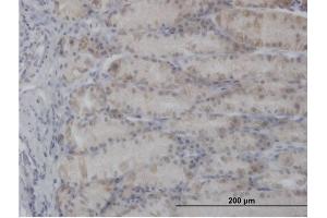 Immunoperoxidase of purified MaxPab antibody to PDHA1 on formalin-fixed paraffin-embedded human stomach. (PDHA1 antibody  (AA 1-390))