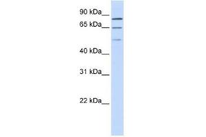 ZNF699 antibody used at 0.