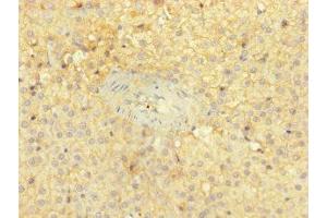 Immunohistochemistry of paraffin-embedded human adrenal gland tissue using ABIN7149332 at dilution of 1:100