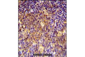 MUTED Antibody immunohistochemistry analysis in formalin fixed and paraffin embedded human tonsil tissue followed by peroxidase conjugation of the secondary antibody and DAB staining. (MUTED antibody  (AA 40-68))