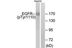 Western blot analysis of extracts from HepG2 cells, using EGFR (Phospho-Tyr1110) Antibody. (EGFR antibody  (pTyr1110))