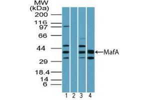 Image no. 1 for anti-Transcription Factor MafA (MAFA) (AA 300-350) antibody (ABIN960258) (MAFA antibody  (AA 300-350))