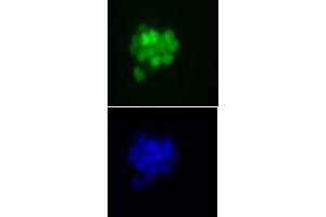 Nanog antibody (mAb) (Clone 2E6E1) tested by immunofluorescence. (Nanog antibody  (AA 2-25))
