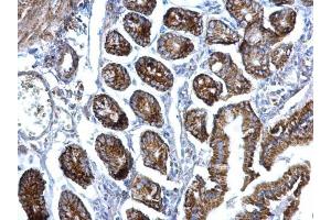 IHC-P Image EIF3F antibody [N1C3] detects EIF3F protein at nucleus on mouse intestine by immunohistochemical analysis. (EIF3F antibody)