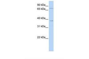 Image no. 1 for anti-Zinc Finger Protein 490 (ZNF490) (AA 38-87) antibody (ABIN6739114) (ZNF490 antibody  (AA 38-87))