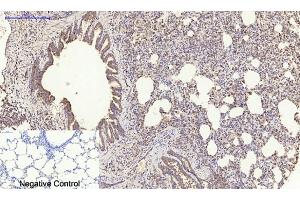Immunohistochemical analysis of paraffin-embedded rat lung tissue.