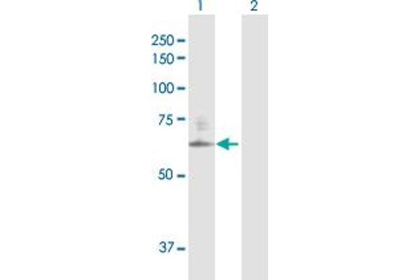 CSGALNACT2 antibody  (AA 1-542)