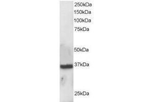 Image no. 2 for anti-Apurinic/Apyrimidinic Endonuclease 1 (APEX1) (N-Term) antibody (ABIN374178) (APEX1 antibody  (N-Term))