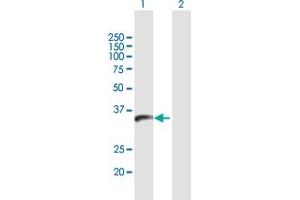 Western Blot analysis of PPIL6 expression in transfected 293T cell line by PPIL6 MaxPab polyclonal antibody. (PPIL6 antibody  (AA 1-311))