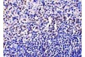 Immunohistochemistry (IHC) image for anti-Caspase 1 (CASP1) (Middle Region) antibody (ABIN1030897) (Caspase 1 antibody  (Middle Region))
